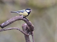 Parus major 90, Koolmees, Saxifraga-Luuk Vermeer