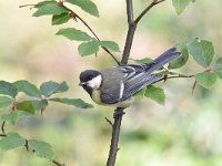 Parus major 91, Koolmees, Saxifraga-Luuk Vermeer