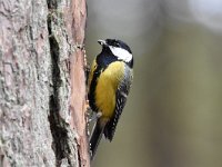 Parus major 93, Koolmees, Saxifraga-Luuk Vermeer