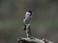 Parus palustris 24, Glanskop, Saxifraga-Luuk Vermeer