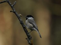 Parus palustris 25, Glanskop, Saxifraga-Luuk Vermeer