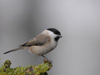 Parus palustris 28, Glanskop, Saxifraga-Luuk Vermeer