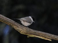 Parus palustris 31, Glanskop, Saxifraga-Luuk Vermeer