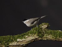 Parus palustris 33, Glanskop, Saxifraga-Luuk Vermeer