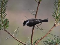 Parus palustris 34, Glanskop, Saxifraga-Luuk Vermeer