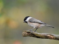 Parus palustris 35, Glanskop, Saxifraga-Luuk Vermeer