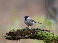 Parus palustris 37, Glanskop, Saxifraga-Luuk Vermeer