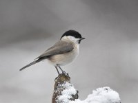 Parus palustris 44, Glanskop, Saxifraga-Luuk Vermeer