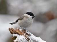 Parus palustris 45, Glanskop, Saxifraga-Luuk Vermeer