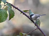 Parus palustris 51, Glanskop, Saxifraga-Luuk Vermeer