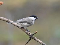 Parus palustris 53, Glanskop, Saxifraga-Luuk Vermeer