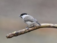 Parus palustris 59, Glanskop, Saxifraga-Luuk Vermeer