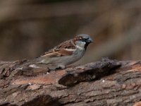 Passer domesticus 100, Huismus, Saxifraga-Luuk Vermeer