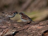 Passer domesticus 102, Huismus, Saxifraga-Luuk Vermeer