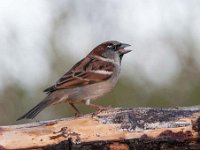 Passer domesticus 103, Huismus, Saxifraga-Luuk Vermeer