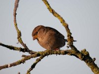 Passer domesticus 114, Huismus, Saxifraga-Luuk Vermeer