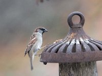 Passer domesticus 125, Huismus, Saxifraga-Luuk Vermeer