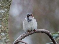 Passer domesticus 126, Huismus, Saxifraga-Luuk Vermeer