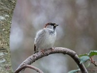 Passer domesticus 127, Huismus, Saxifraga-Luuk Vermeer