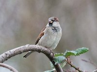 Passer domesticus 129, Huismus, Saxifraga-Luuk Vermeer