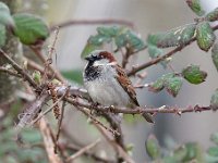 Passer domesticus 131, Huismus, Saxifraga-Luuk Vermeer