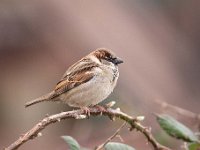 Passer domesticus 136, Huismus, Saxifraga-Luuk Vermeer