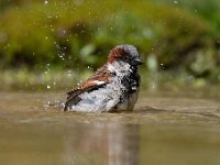 Passer domesticus 143, Huismus, Saxifraga-Luuk Vermeer