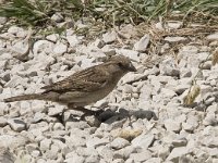 Passer domesticus 150, Huismus, Saxifraga-Willem van Kruijsbergen