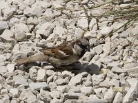 Passer domesticus 151, Huismus, Saxifraga-Willem van Kruijsbergen