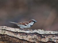 Passer domesticus 91, Huismus, Saxifraga-Luuk Vermeer