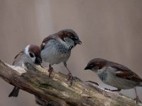 Passer domesticus 93, Huismus, Saxifraga-Luuk Vermeer