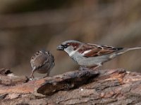 Passer domesticus 97, Huismus, Saxifraga-Luuk Vermeer