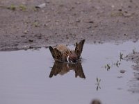 Passer montanus 35, Ringmus, Saxifraga-Luuk Vermeer