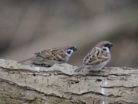 Passer montanus 38, Ringmus, Saxifraga-Luuk Vermeer