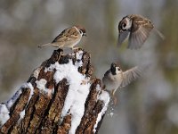 Passer montanus 41, Ringmus, Saxifraga-Luuk Vermeer