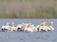 Pelecanus onocrotalus 37, Roze pelikaan, Saxifraga-Tom Heijnen