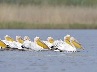 Pelecanus onocrotalus 38, Roze pelikaan, Saxifraga-Tom Heijnen