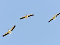 Pelecanus onocrotalus 41, Roze pelikaan, Saxifraga-Tom Heijnen