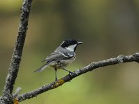 Periparus ater 15, Zwarte mees, Saxifraga-Luuk Vermeer