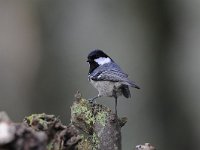 Periparus ater 19, Zwarte mees, Saxifraga-Luuk Vermeer