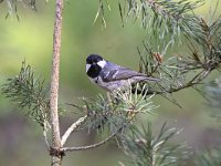 Periparus ater 21, Zwarte mees, Saxifraga-Luuk Vermeer