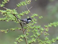 Periparus ater 23, Zwarte mees, Saxifraga-Luuk Vermeer