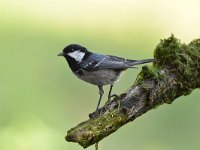 Periparus ater 28, Zwarte mees, Saxifraga-Luuk Vermeer