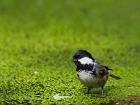 Periparus ater 3, Zwarte mees, Saxifraga-Jan Nijendijk