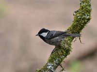 Periparus ater 30, Zwarte mees, Saxifraga-Luuk Vermeer