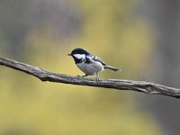 Periparus ater 31, Zwarte mees, Saxifraga-Luuk Vermeer