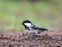 Periparus ater 34, Zwarte mees, Saxifraga-Luuk Vermeer