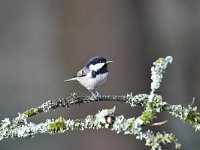 Periparus ater 35, Zwarte mees, Saxifraga-Luuk Vermeer