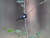 Periparus ater 39, Zwarte mees, Saxifraga-Luuk Vermeer