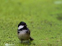 Periparus ater 4, Zwarte mees, Saxifraga-Jan Nijendijk